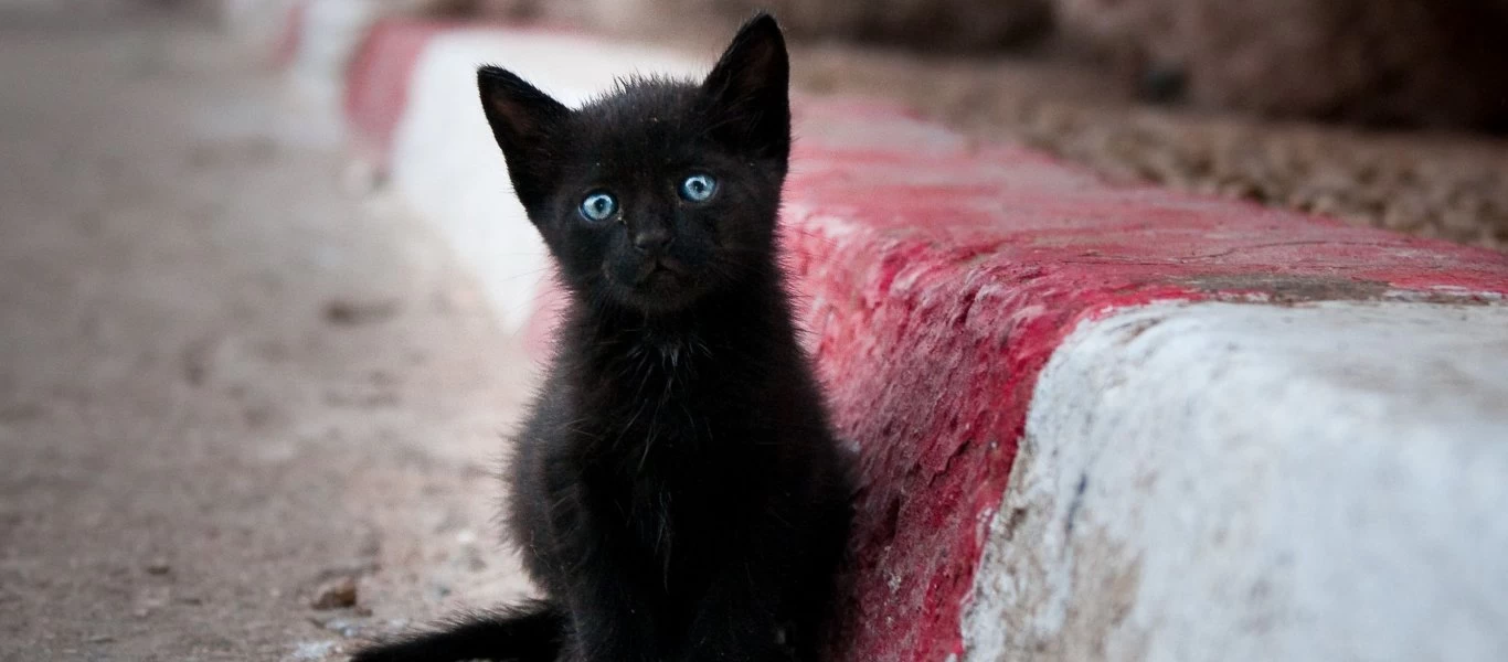 Οι νόμοι της… γκαντεμιάς - Ο πιο χρήσιμος οδηγός επιβίωσης